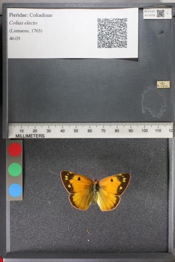 Media type: image;   Entomology 118758